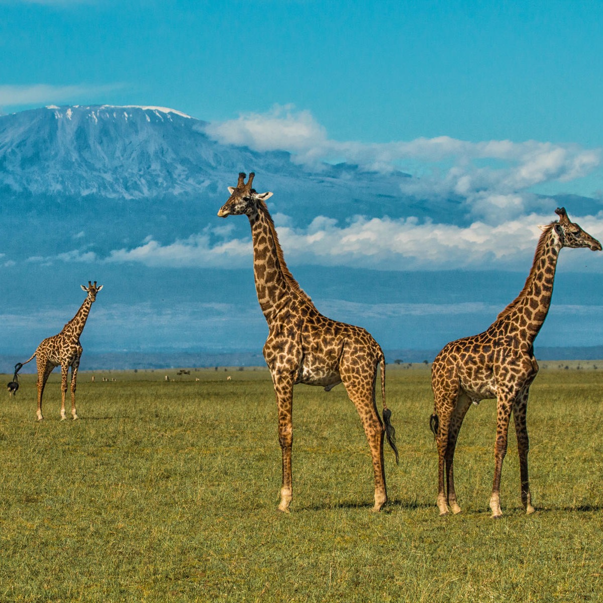 Giraffe at the Foot of Kilimanjaro