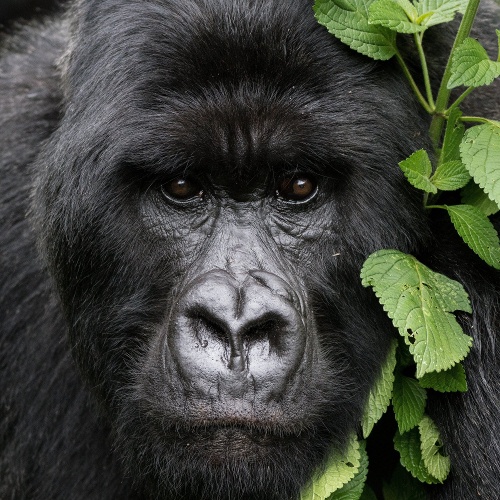 East African Gorilla Experience